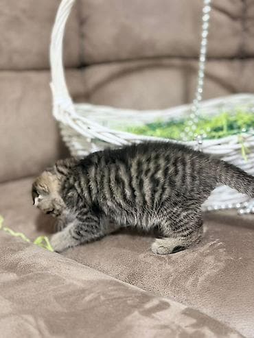 Мышыктар: Скотиш Фолд (Шотландиялык шалпаң кулак), 2 айлык, Ургаачы, Лотокко барууга үйрөтүлгөн — 10