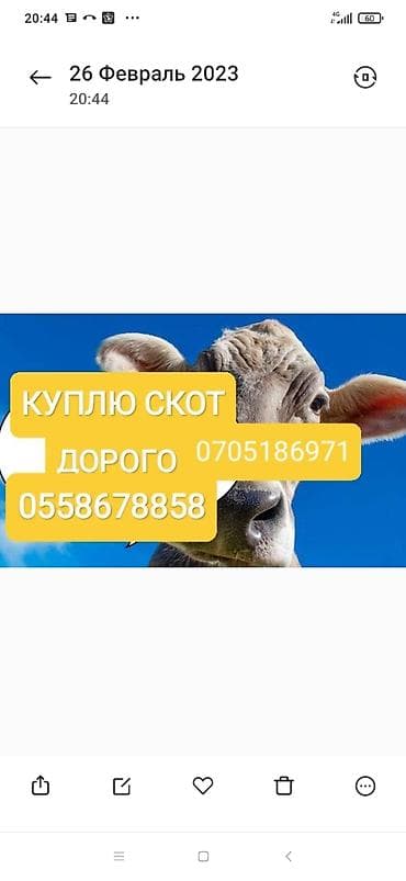 Частное лицо, Колбасный цех : Коровы, быки, Лошади, кони, Другие с/х животные, | Круглосуточно, Любое состояние, Забитый