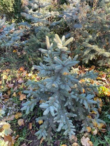 садовые столы и стулья: Саженцы деревьев: Туи, Платная доставка — 4