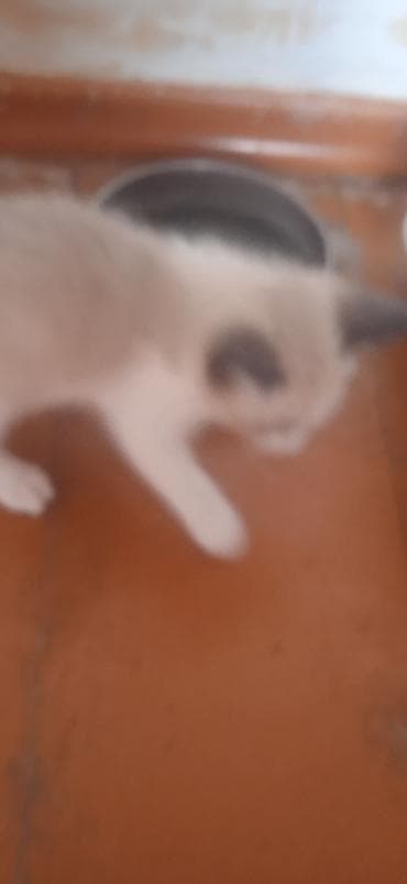 ангорские котята: Котята, белые с серыми отметинами (поинт), пушистая шерсть средней — 8