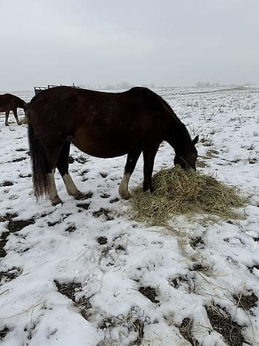 хаски собака цена: Продаю | Кобыла (самка) | Рабочий — 1