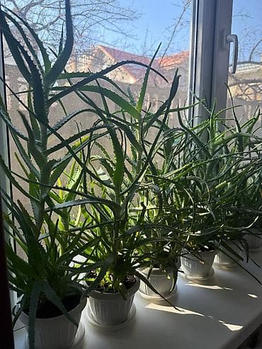 алое сок: Продаю алоэ — 4 года, крупные кусты! Бишкек. Рабочий городок — 9