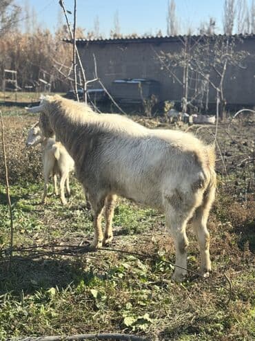 Собаки: Продаю | Козёл (самец) | Зааненская | Для разведения | Осеменитель — 6
