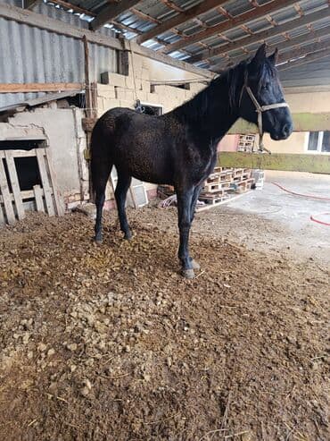 Жылкылар, аттар: Сатам | Бээ (ургаачы), Тай — 1