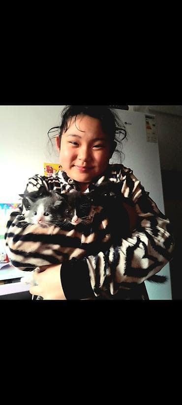 котяты: Кошка даром: Гималайская, 2 месяца, Девочка, Приучена к лотку — 6