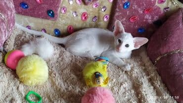 новорожденные котята: Ориентальная, 2 месяца, Мальчик, Рыжий, Приучена к лотку, Проглистована, С документами — 19