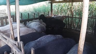 d cat: Продаю | Овца (самка) | Для разведения — 3