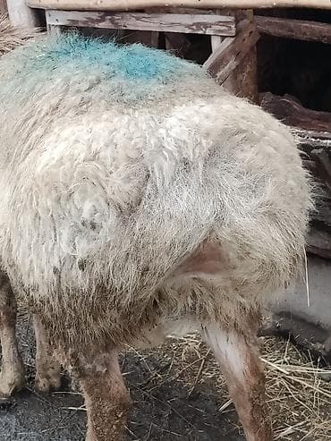 Мышыктар: Сатам | Кочкор (эркек) | Жасалма жол менен боозутуу — 3