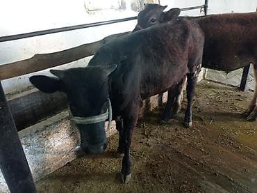 курица домашняя купить: Продаю | Музоо, торпок | На откорм | Привязанные — 2