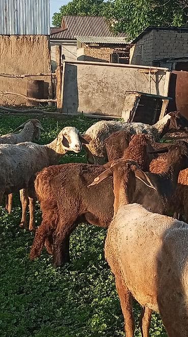 жер уй бишкек сатылат: Сатам | Ургаачы кой (ургаачы) — 3