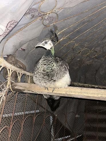 рак: Павлин (самка) - Порода/окрас: предположительно индийский павлин — 4