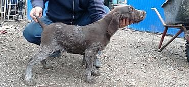 Үй жаныбарлары үчүн товарлар: Дратхаар, 4 айлык, Эркек, Эмделген — 2