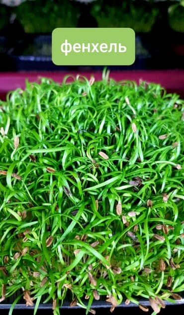 превосходный сорт яблок: Продается вкусная красивая и очень полезная микрозелень в большом — 9