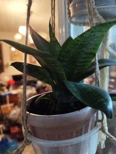 саженцы банана: Цветы от 100 сом, комнатные адаптированые. Алоэ Вера, Алоэ столетник — 19