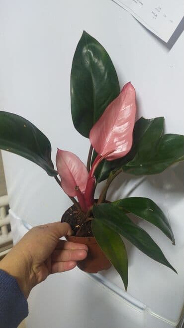 цветы уличные: Филодендроны, аглаонемы, гибискус, Антуриум красный — 7