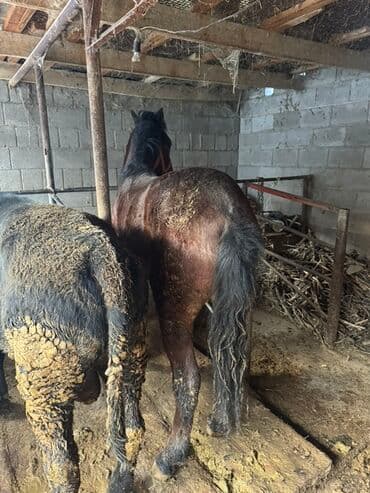 шнок пидбул: Продаю | Конь (самец), Жеребец | Рабочий — 3