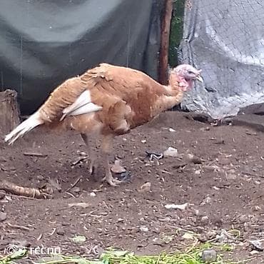 Индюк (домашняя индейка), рыжий окрас с белыми маховыми перьями