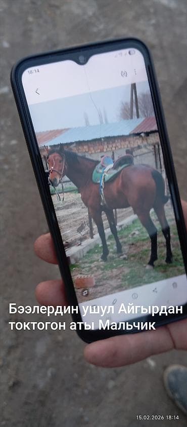 Кошки: Продаю | Кобыла (самка) | Английская | Конный спорт | Племенные — 8