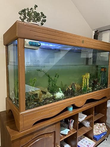 аксессуары для аквариума: Аквариум с рыбами на 300 л — 1