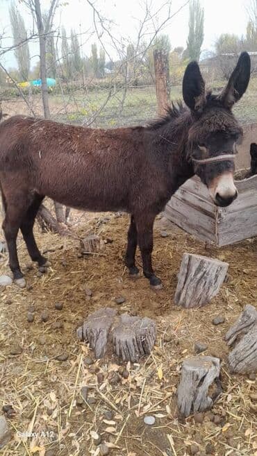 Ургачы эшек сатам 3 жаш ден солуку жакшы ичкени жегени жакшы рабочий
