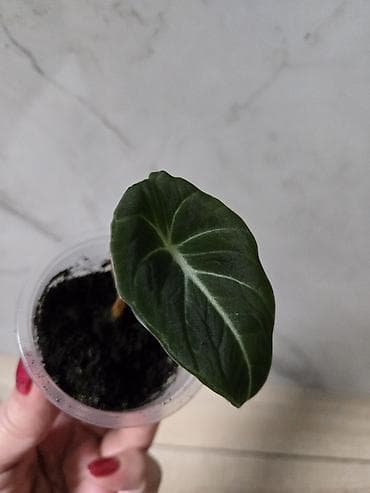 сингониумы: Сциндапсусы,сансевиерии,сингониум Ред спот,сингиниум пинк бьюти — 5