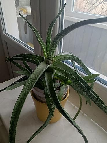 разный: Продаю цветок. Нахожусь в районе Турусбекова и Токтогула — 3