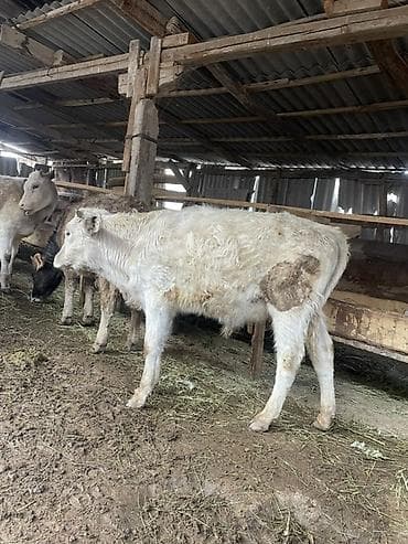 А/ч жаныбарлары үчүн тоюттар: Сатам | Музоо | Аргын | Бордоп семиртүү үчүн — 1