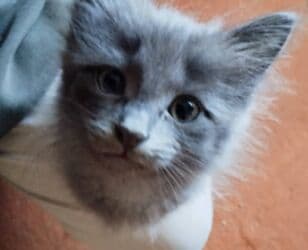 усыпление животных бишкек: Котята в добрые и ответственые руки. Кушают домашнюю еду. Кашку — 17