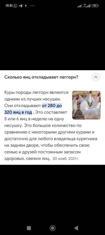 дом для кур: Продаю | Цыплята, Инкубационные яйца | Леггорн | Для разведения, Несушки — 3