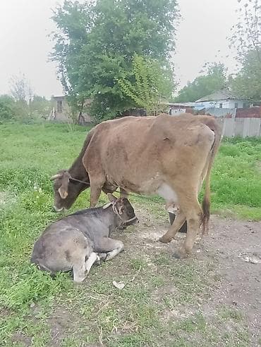 корм для домашних животных: Продаю | Корова (самка) | Полукровка | Для разведения | После отела — 8