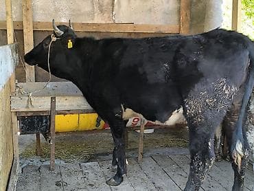 голова лошади: Продаю | Бык (самец) | Голштин | На откорм | Привязанные — 4