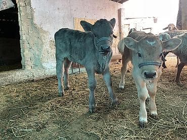 коровы и быки: Продаю | Музоо, торпок | На откорм — 7