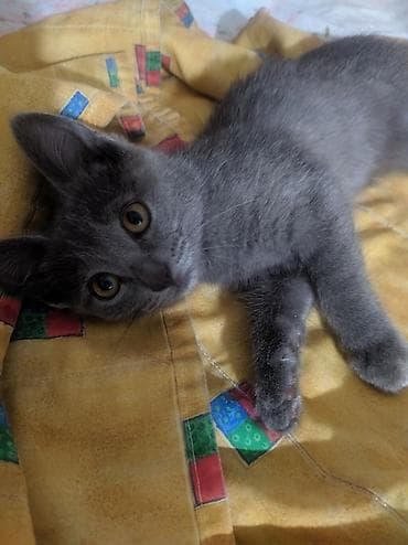 Отдается в добрые руки котёнок девочка. Очень ласковая и игривая — 1