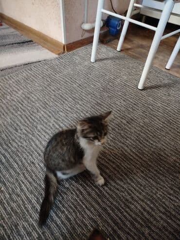 carters для мальчика: Беспородная, 2 месяца, Мальчик, Биколор, Проглистована — 2