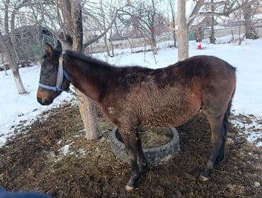 купить охотничью собаку: Продаю | Жеребенок | Для разведения — 4