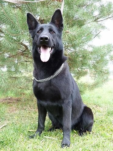 Отдам даром собаку: Черная бельгийская овчарка с родословной,готов к вязке. - Окрас — 1