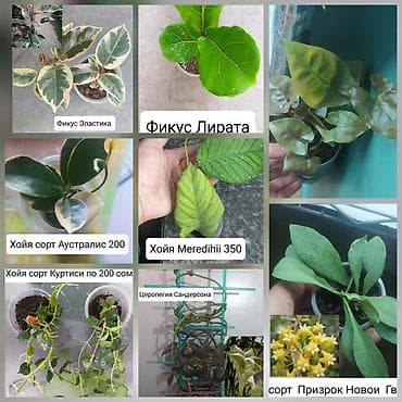 теплицы петуньи: Срочно продаю цветы — 1