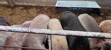 эдельбай баран цена: Продаю | Баран (самец) | Для разведения — 6