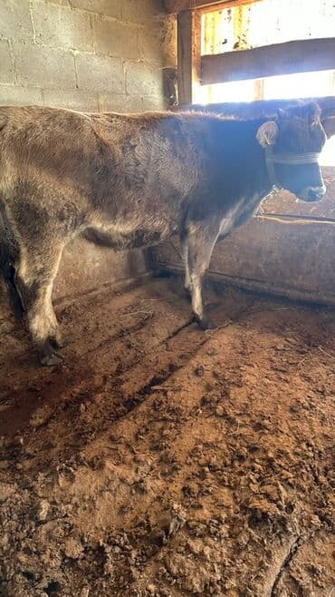 с связи с переездом: Продаю | Тёлка | Швицкая | Для молока, Для разведения | Привязанные — 1