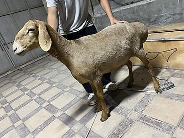 Продам с/х животных: Продаю | Овца (самка) | Гиссарская, Арашан — 2