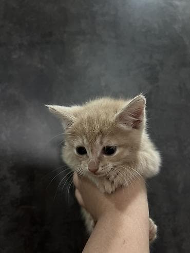 британские котята в дар: Беспородная, 1 месяц, Мальчик, Рыжий, Приучена к лотку — 4