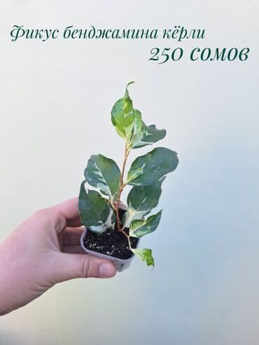 покупка деревьев: ● Комнатные растения (укоренённые черенки, молодые растения, взрослые — 26