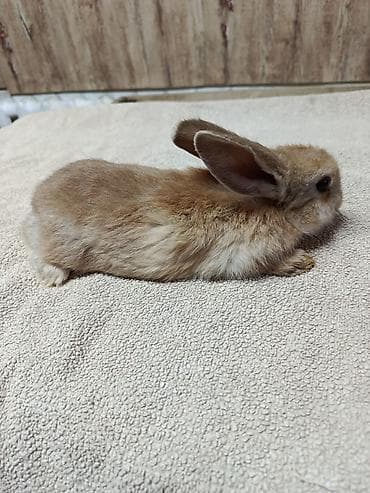 стол для аквариума: Продаю Кроликов декоративных, Отличный выбор для семьи и детей — 4