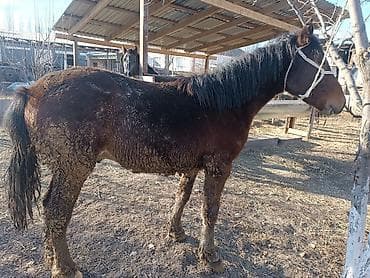 меняю собаку: Продаю | Жеребец | Рабочий — 1