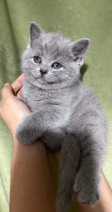 купить лысого кота: Скотиш Страйт (Шотландская прямоухая), 1 месяц, Девочка, Голубой, Приучена к лотку, Проглистована, С документами — 7