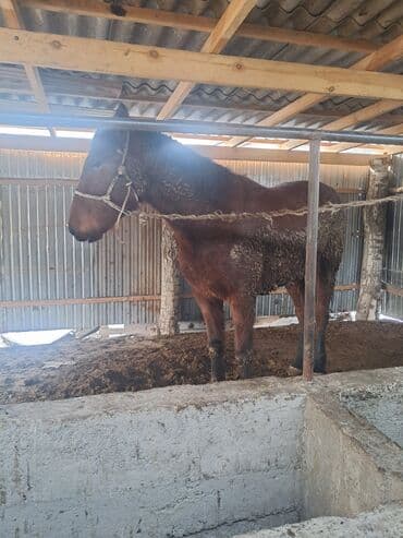 купить курицу домашнюю: Продаю | Кобыла (самка) | Для разведения — 4