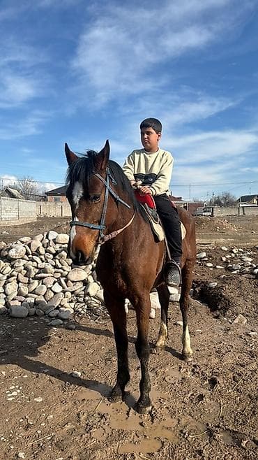 Башка жаныбарлар: Сатам | Байтал | Аргын — 2