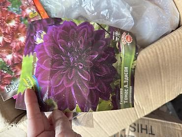 гулдор роза: Продаю луковицы Лилии, Каллы, Глодиолус, Пионы и Георгины декоративные — 3