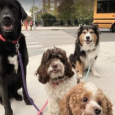услуги куна: Нужен выгул для вашей собаки? 🐶 С удовольствием помогу, если у вас нет — 1