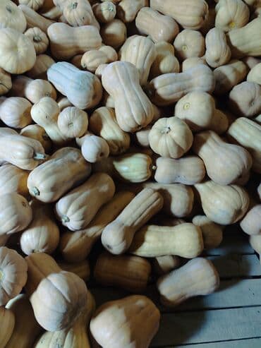 Грызуны: Продаю бычка породистие смесь голштин семинтал возраст 1 5 год можно — 5